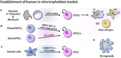 Integrating High-Throughput Approaches and in vitro Human Trophoblast Models to Decipher Mechanisms Underlying Early Human Placenta Development